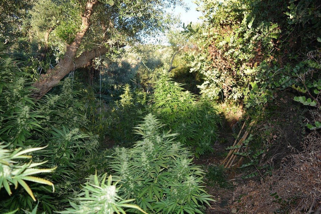Χανιά: Μεγάλη αστυνομική επιχείρηση στον Αποκόρωνα – Εντοπίστηκαν 770 δενδρύλλια κάνναβης