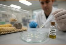 Μελέτη σε ποντίκια εξετάζει φαινόλες ελαιολάδου από τα Χανιά