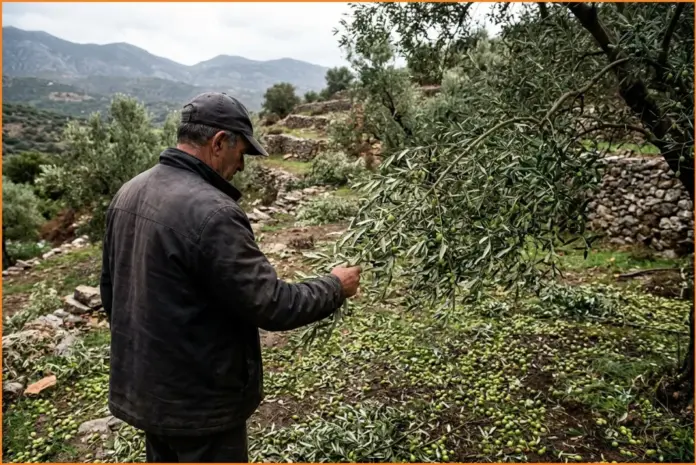 Κίσσαμος: Προθεσμία έως τις 29 Οκτωβρίου για δηλώσεις ζημιών από τη χαλαζόπτωση