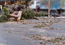 Ηράκλειο: Στο εδώλιο τέσσερα πρόσωπα για τον θάνατο του 51χρονου από την πτώση πεύκου
