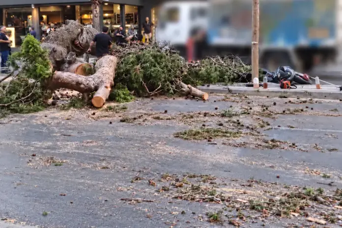 Ηράκλειο: Στο εδώλιο τέσσερα πρόσωπα για τον θάνατο του 51χρονου από την πτώση πεύκου